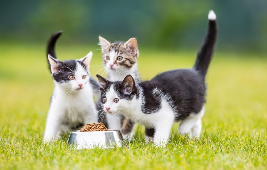 Indoor vs Outdoor Cats: Pros, Cons, and Care Differences