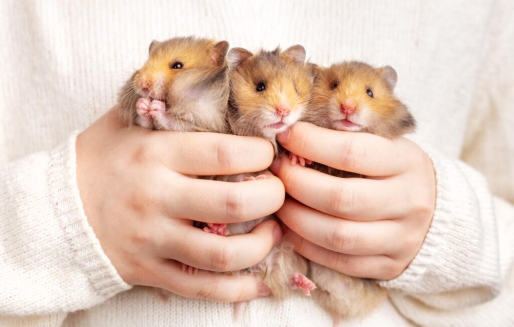 Tips for Bonding with Your Hamsters